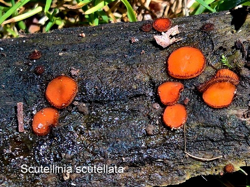 Scutellinia scutellata-amf1412-1.jpg - Scutellinia scutellata ; Syn1: Peziza scutellata ; Syn2: Ciliaria scutellata ; Non français: Pézize en bouclier